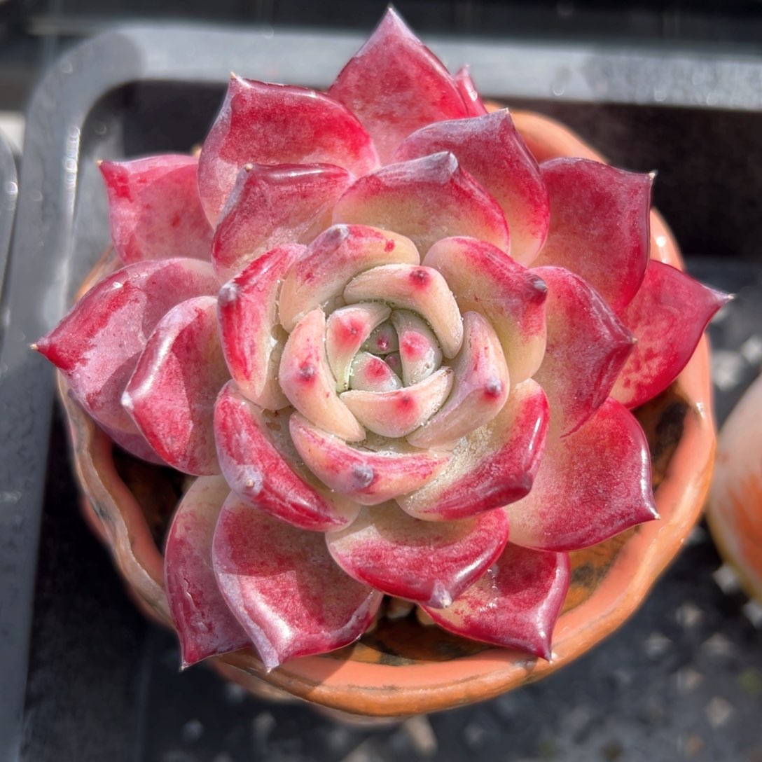 红拉糖8公分左右