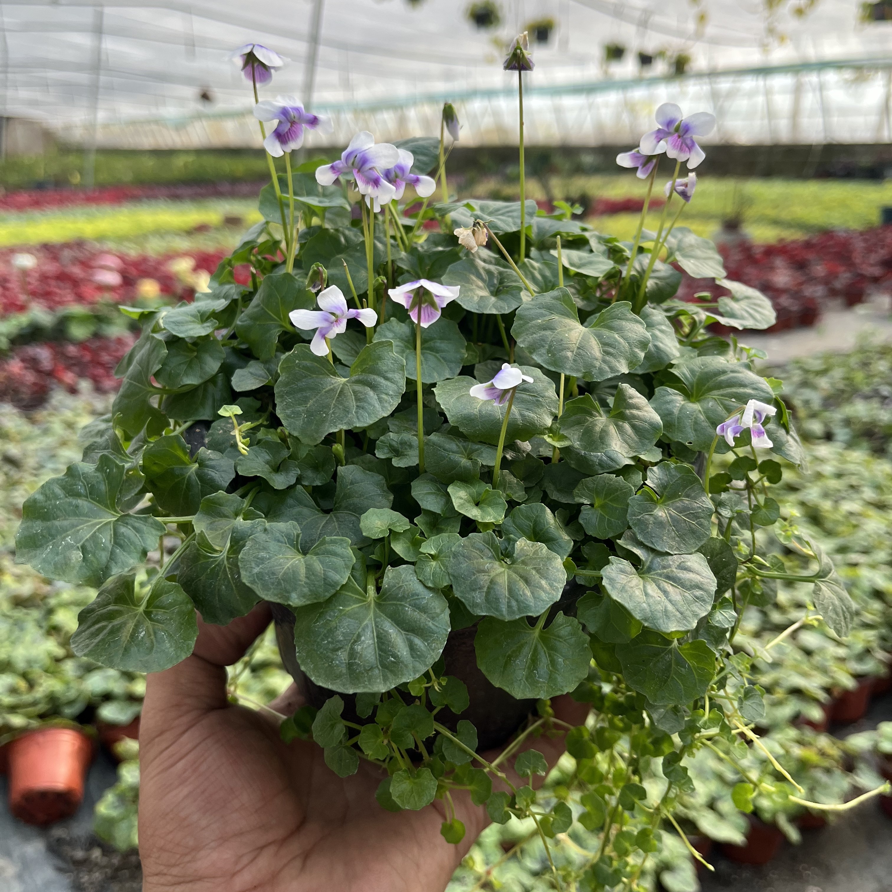 熊猫堇盆栽多年生四季可种庭院阳台室内室外耐寒花卉花卉盆栽植物