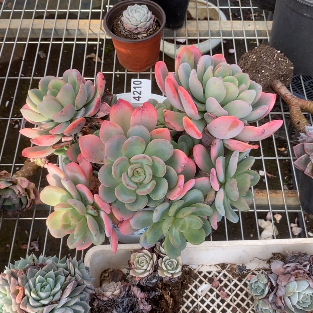 【***】4210香橙老桩一物一拍