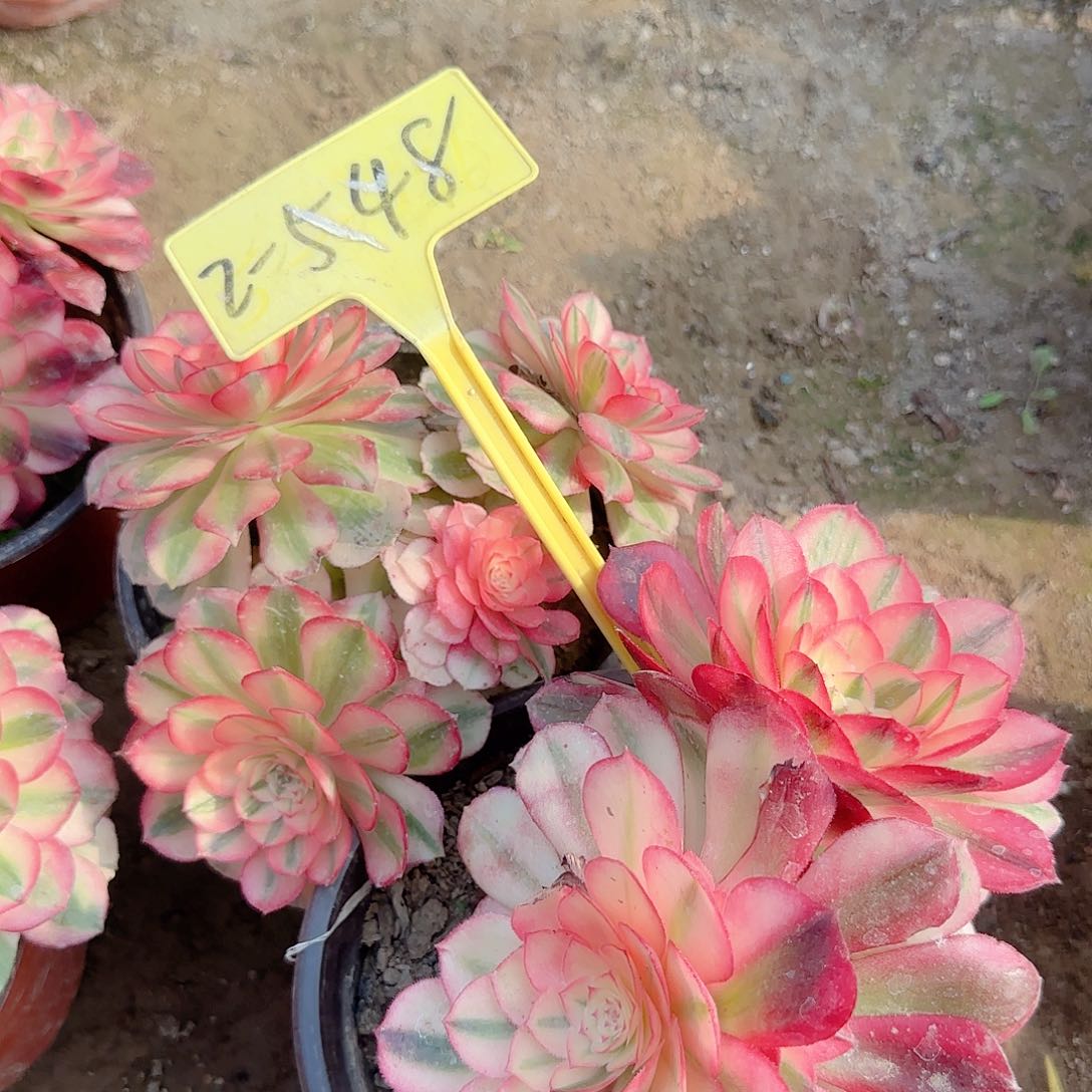 2+548---倾城之恋多头