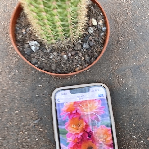 时光毛花毛花357888
