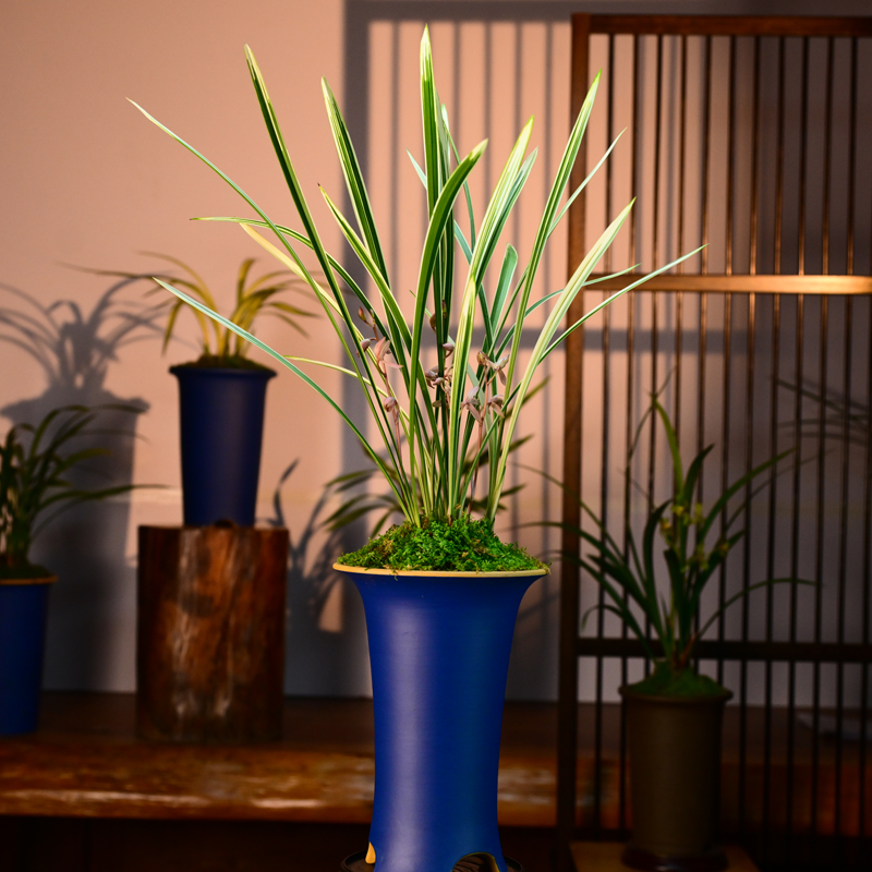 建兰铭品【白马王子】带高端紫砂盆室内室外好养盆栽