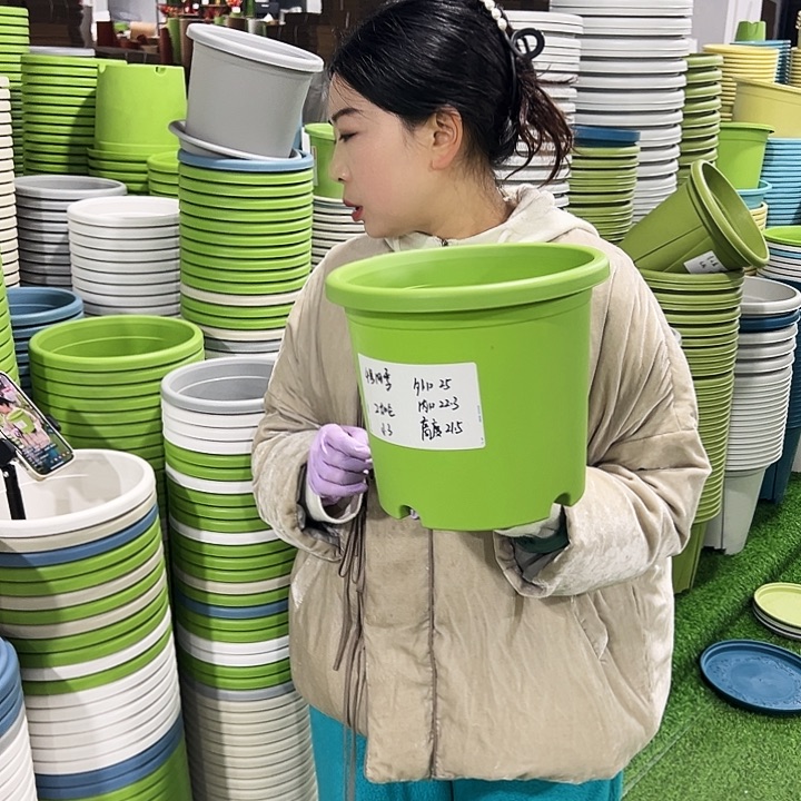特价4号四季口25高21.5果绿8只无托