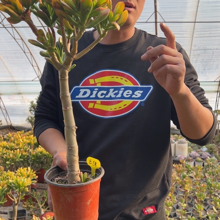 女**啡E18黄金大铲脱土发货