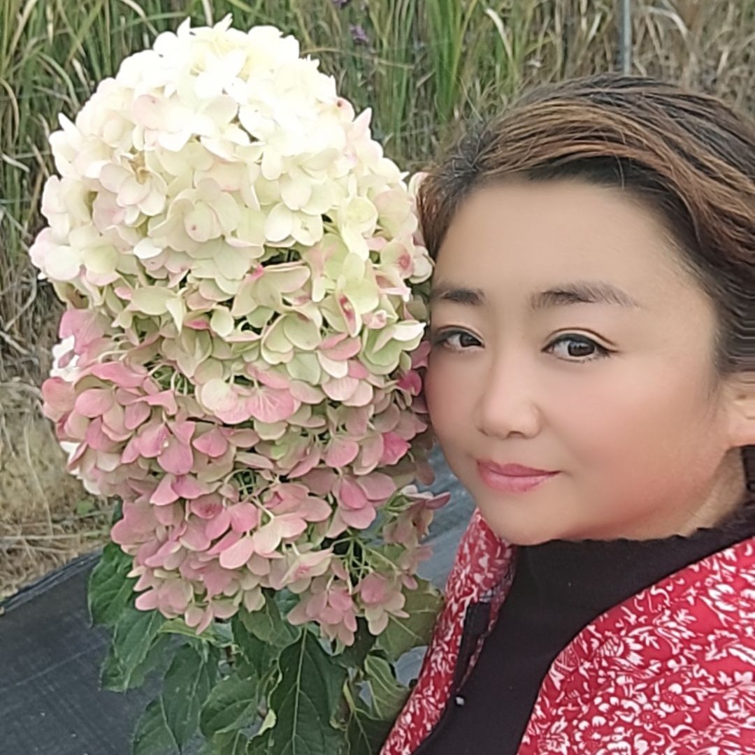 [雪峰草莓]圆锥绣球露天苗老桩不带花[已发货不支持仅退款和拒收]