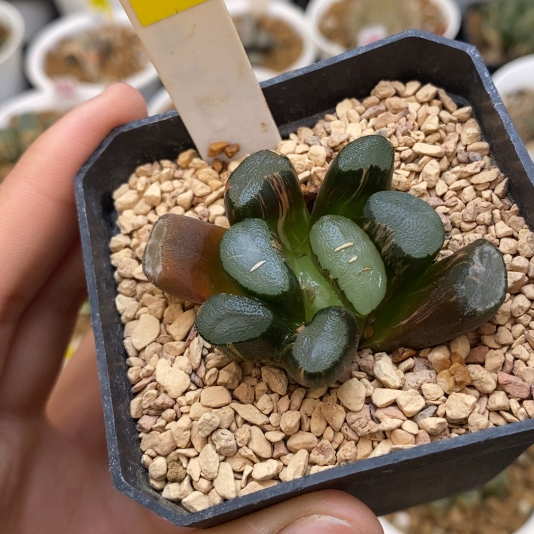 579透镜万象多肉植物