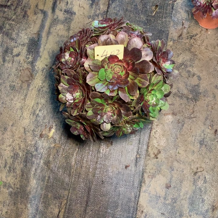 用****聊402花月夜多肉一物一拍