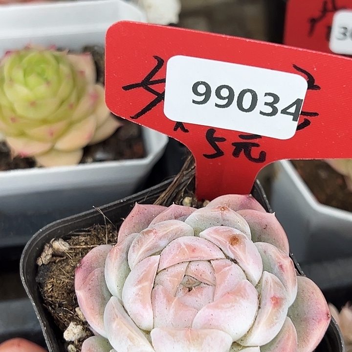 糖心。    99034号。  