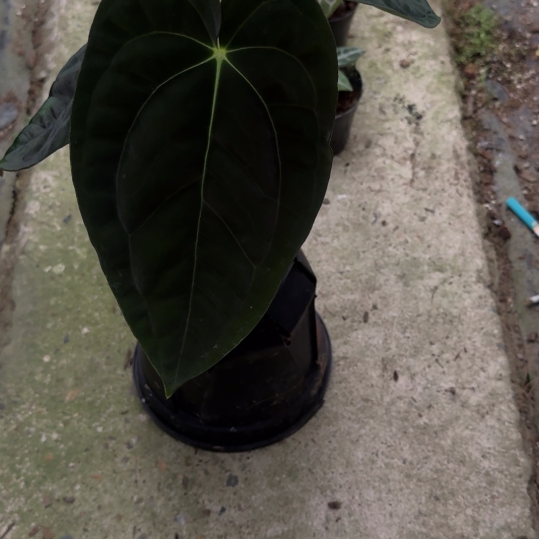 无花朵加通湖PAPI花烛
