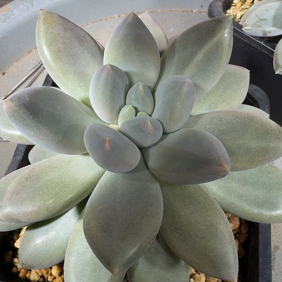胖体哥特多肉植物一颗炸
