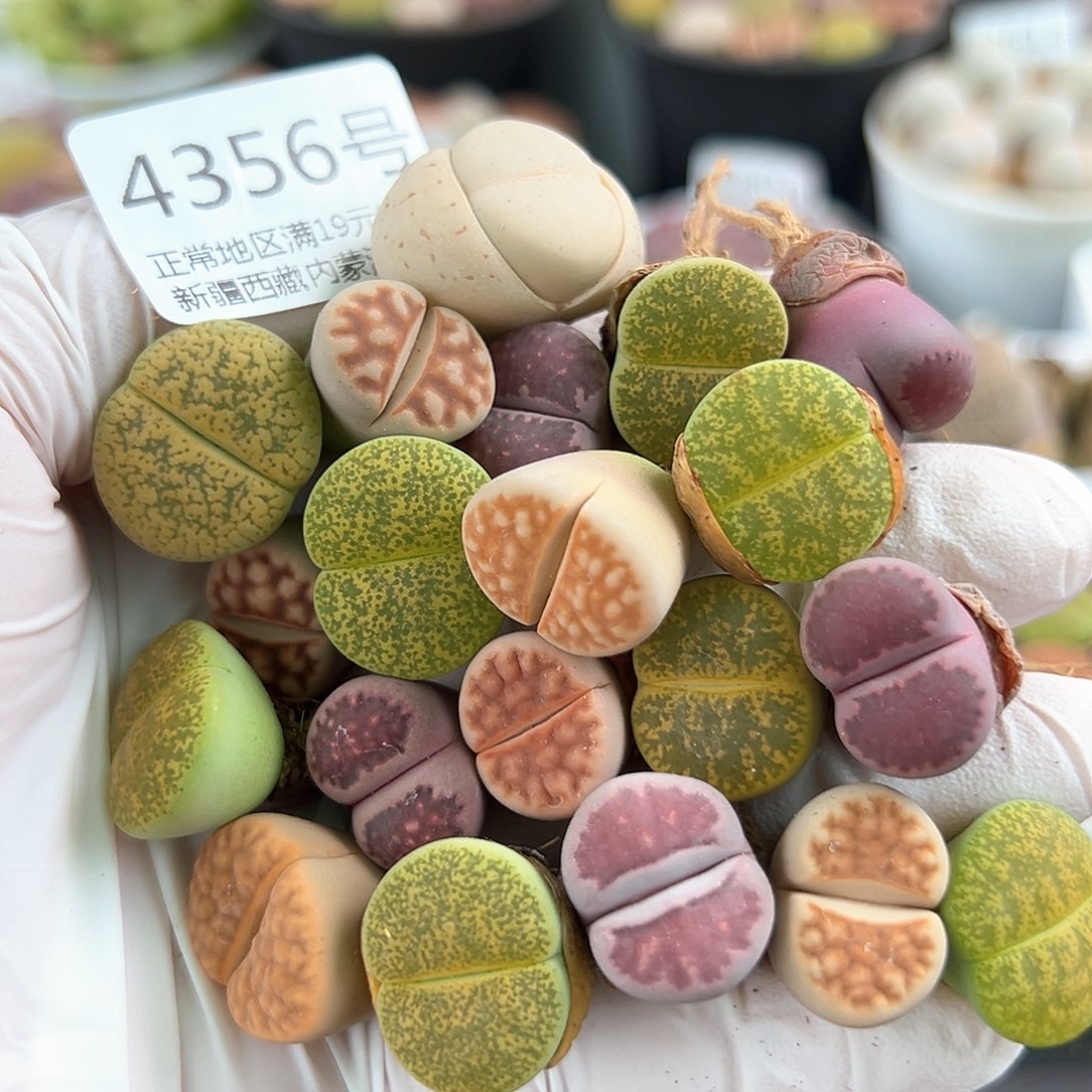 好养易活生石花大母本4356共20个