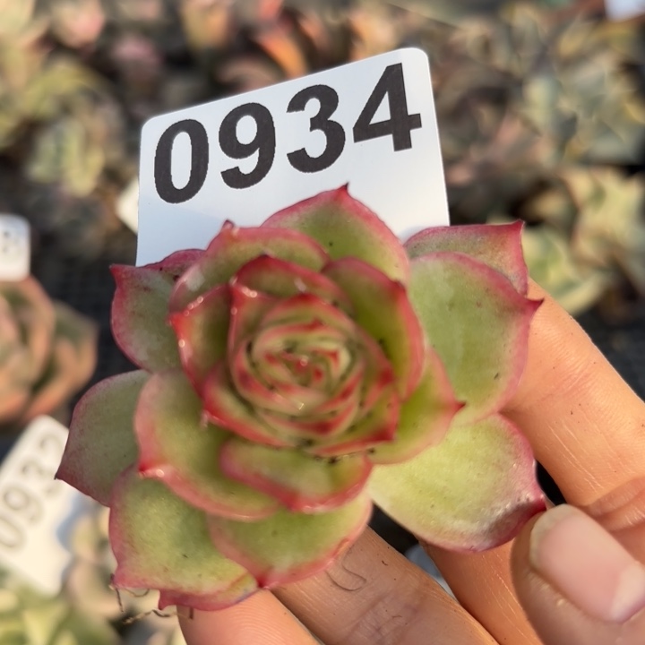 侧影锦满18包邮当场凑单