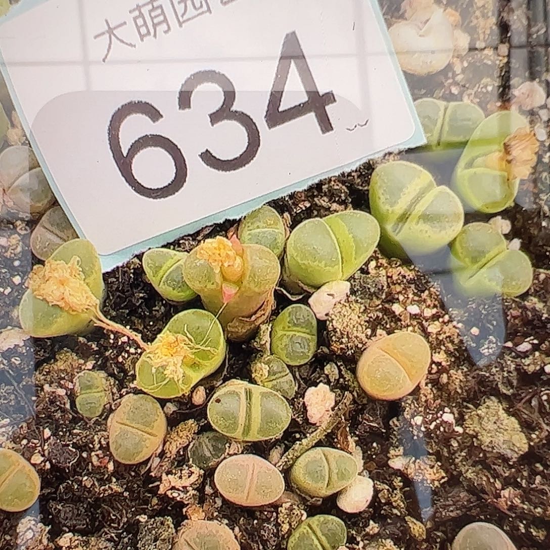 量拍F1风铃3颗1622温莎城堡