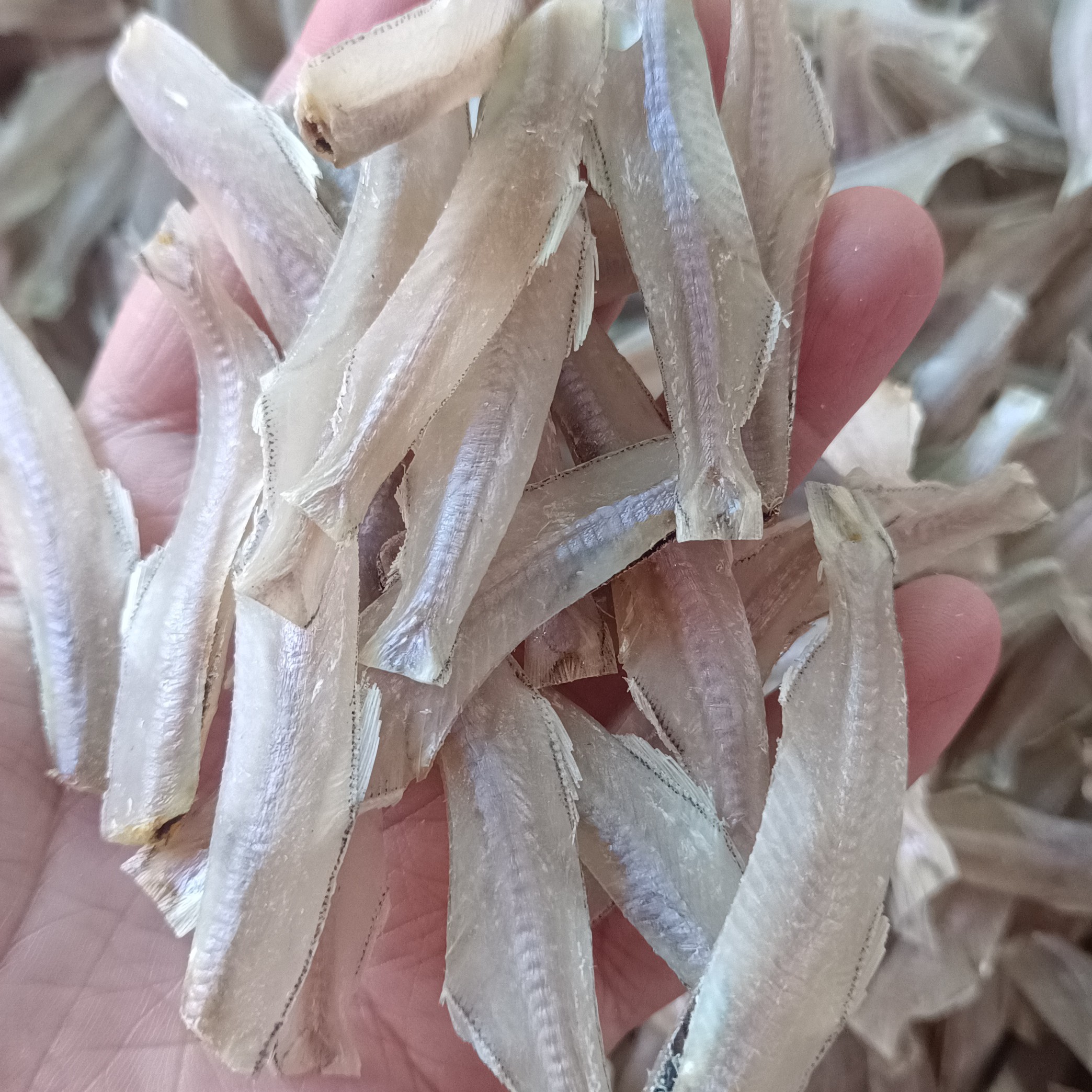 外罗港野生海捕新鲜小白鱼干（顺丰包邮）