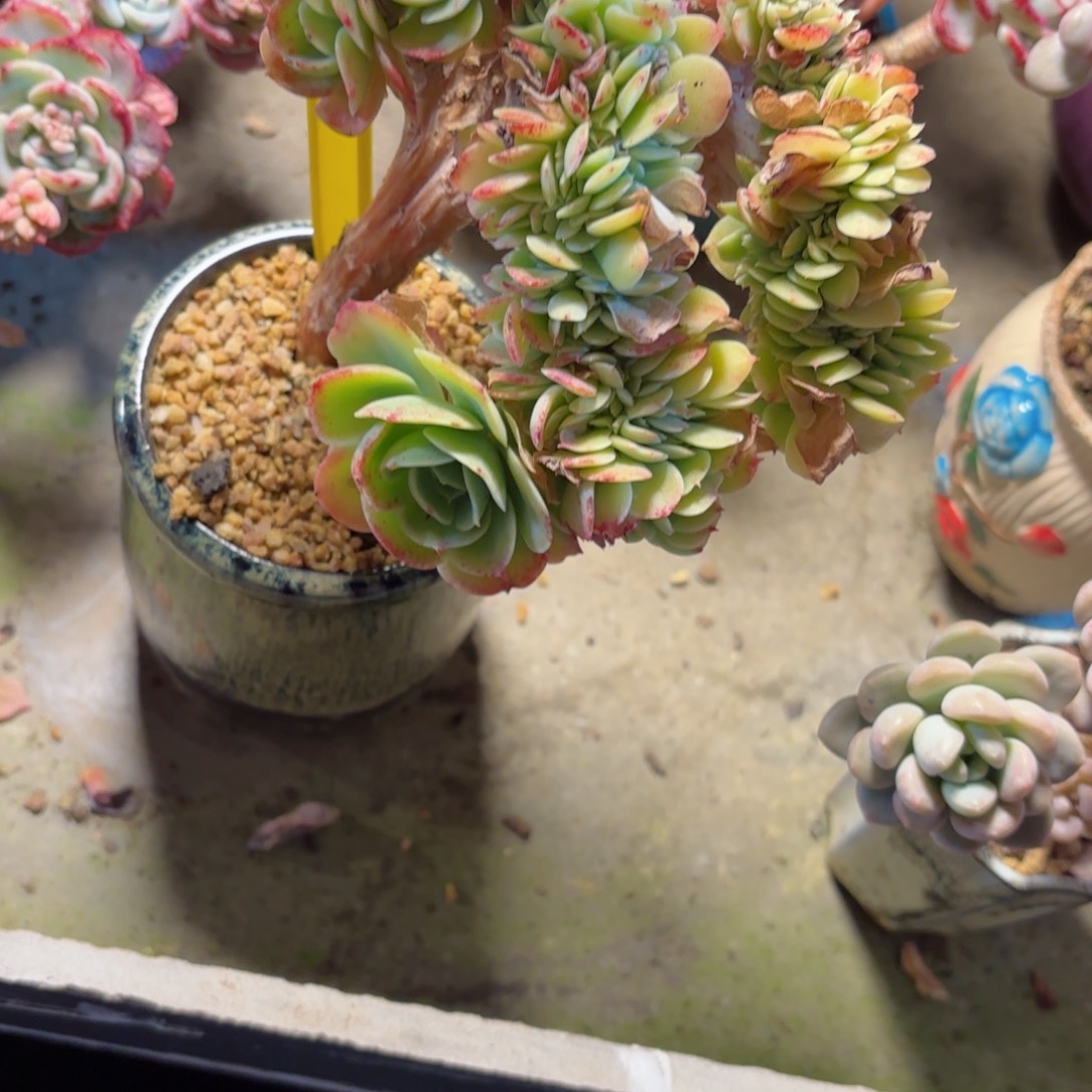 o**星桃蛋28-103。      