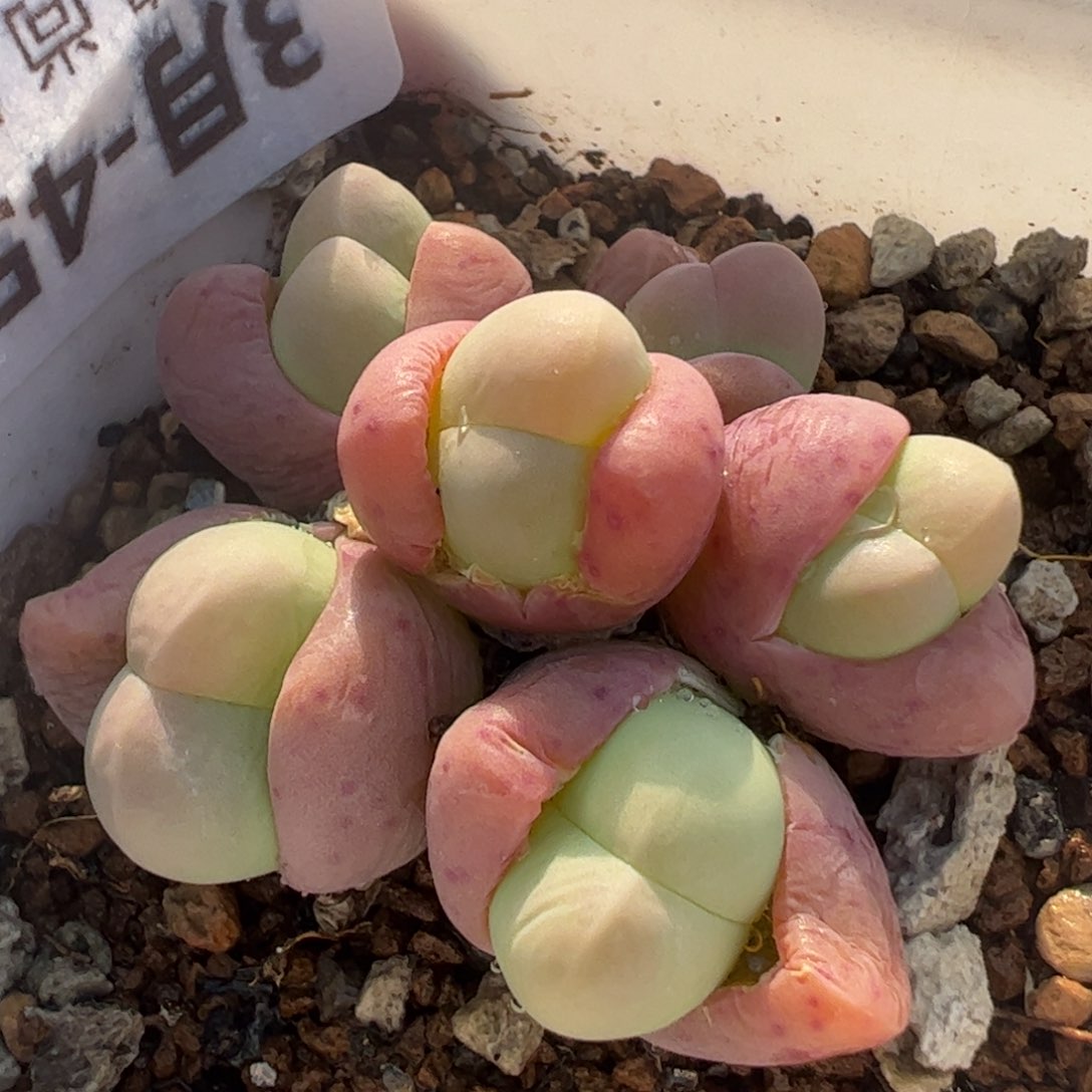 粉拳头多肉植物百科44