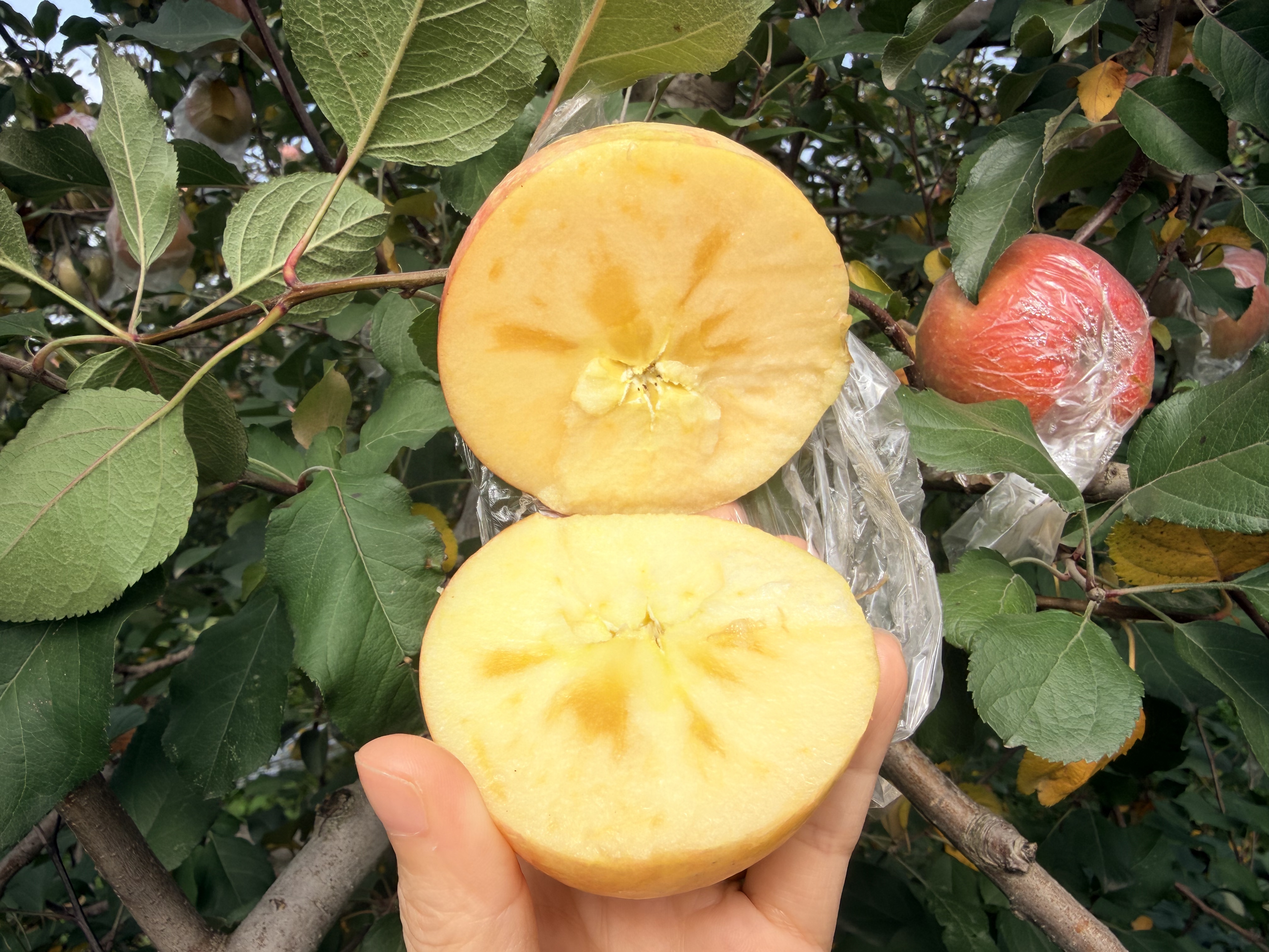 新鲜山西冰糖心丑苹果苹果脆甜可口自然坏果包赔（顺丰包邮）