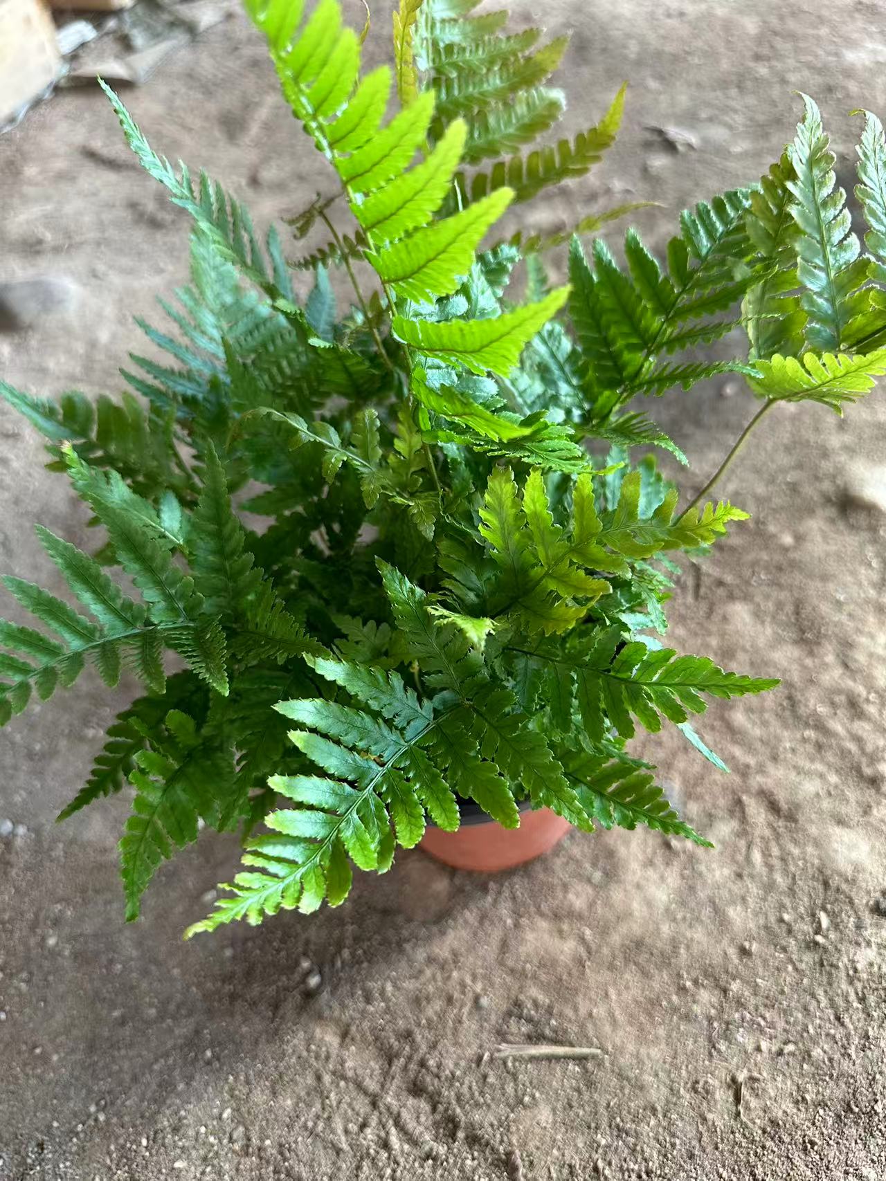 彩虹蕨盆栽耐阴耐寒桌面办公植物净化空气
