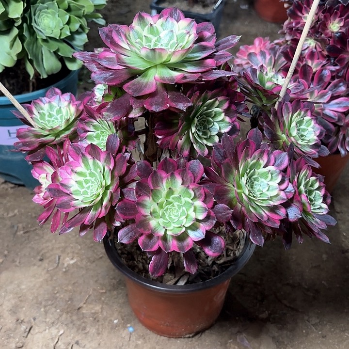 多肉植物法师天合8