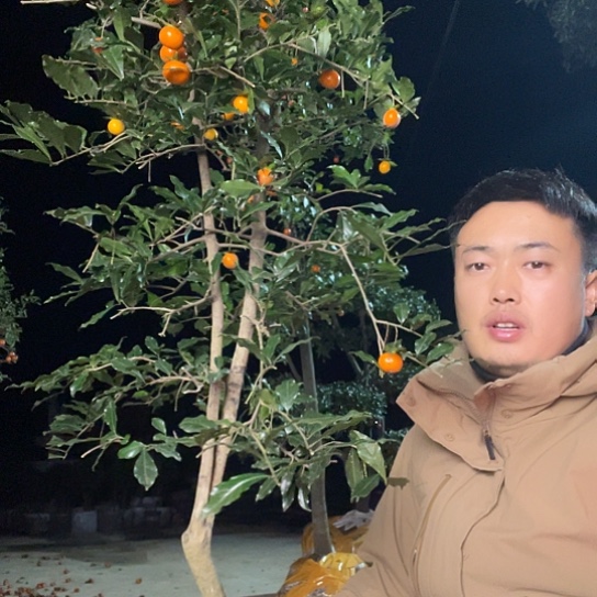 无花朵金弹子庭院原生品种