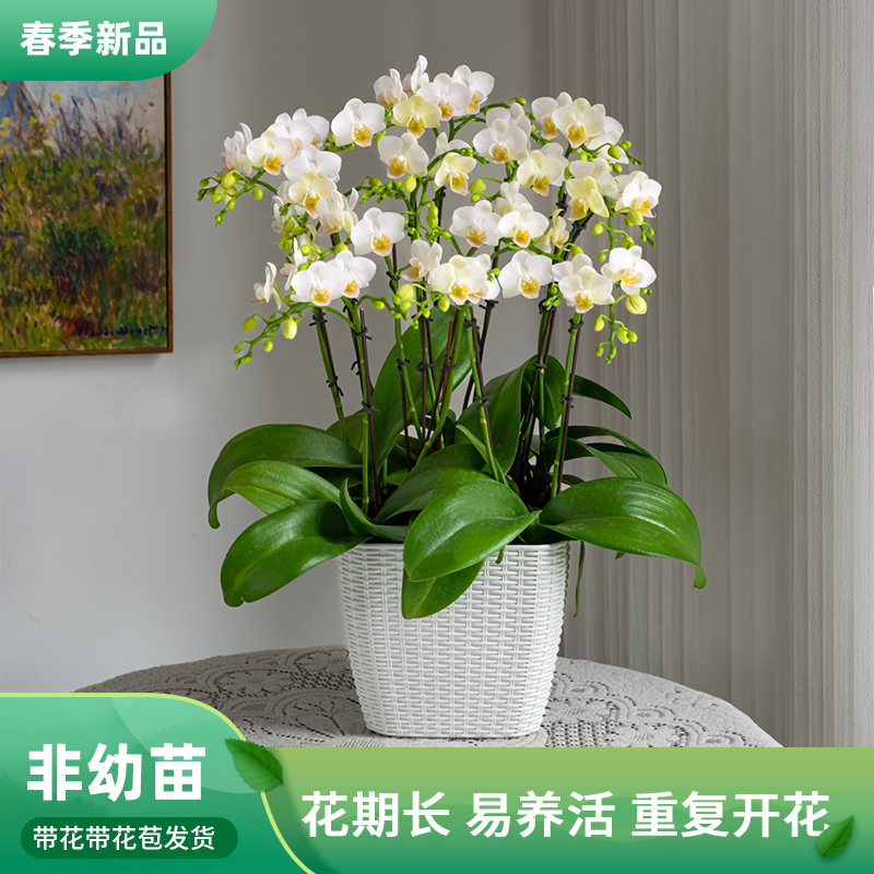 蝴蝶兰【嫦娥】室内花卉盆栽绿植 乔迁婚礼家居伴手礼种植花