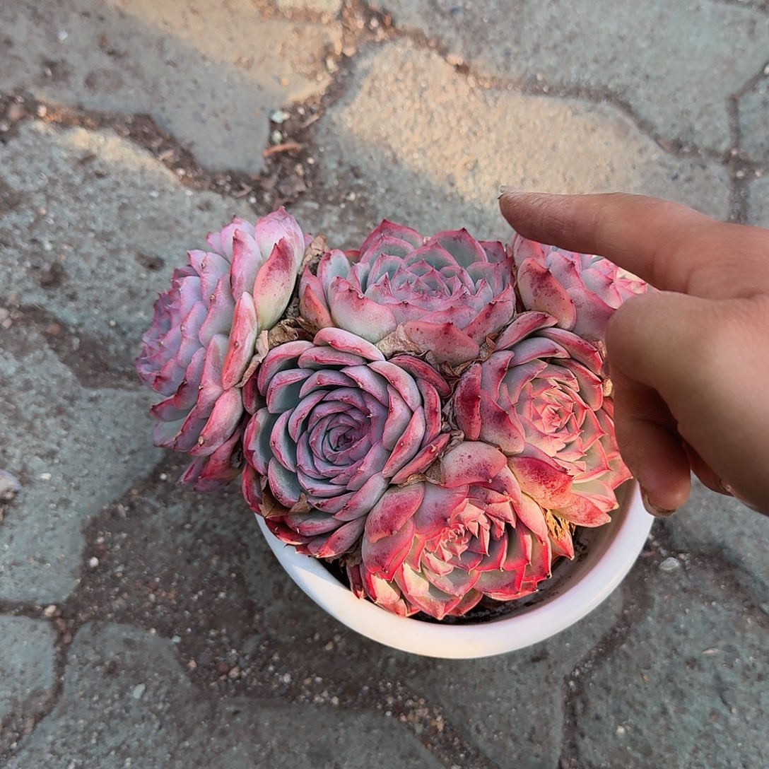 大号侧影多肉植物