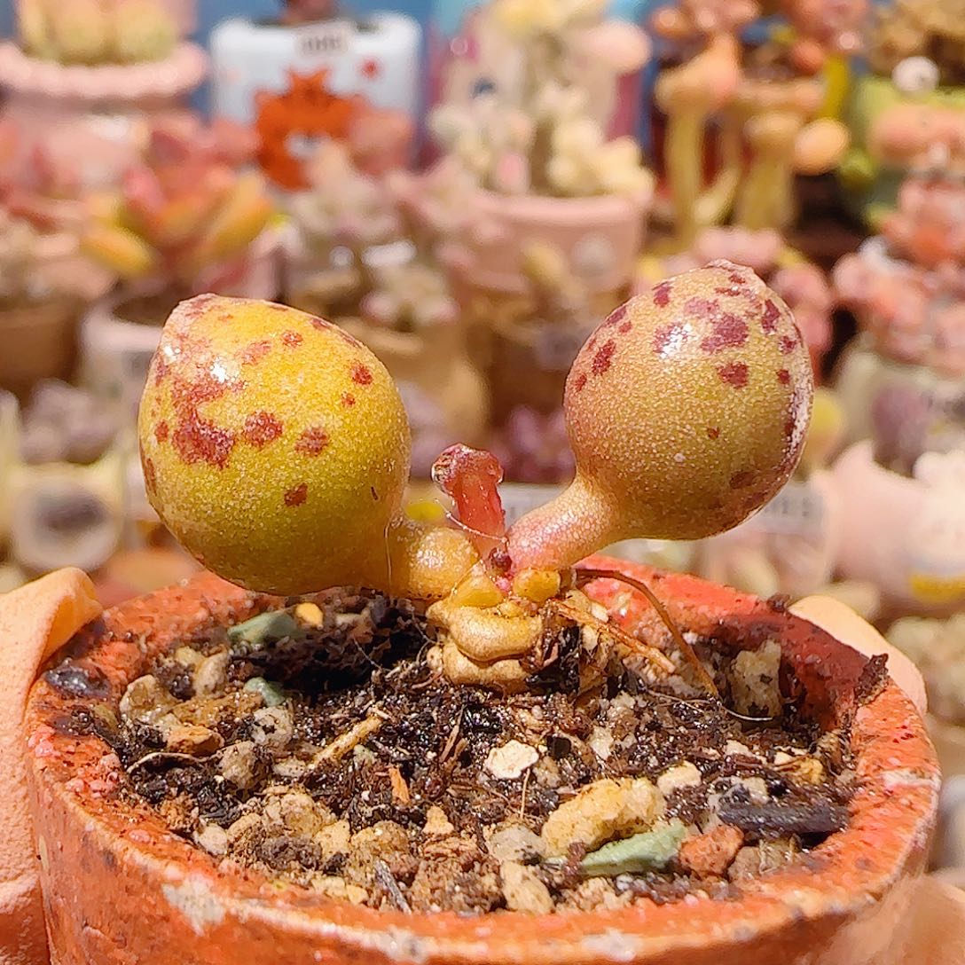 T达摩海豹盆口3.5cm