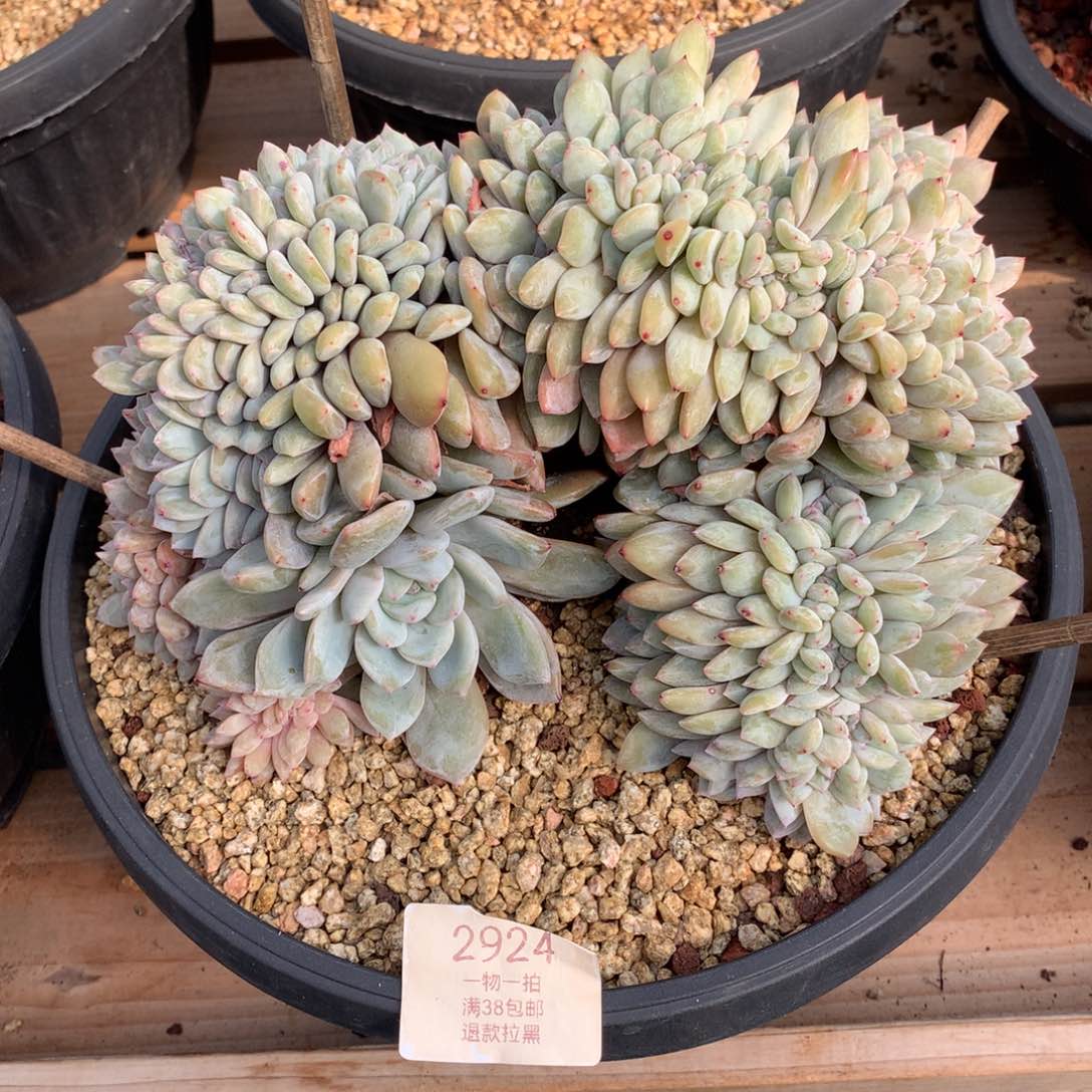 21厘米胸花星影缀2924