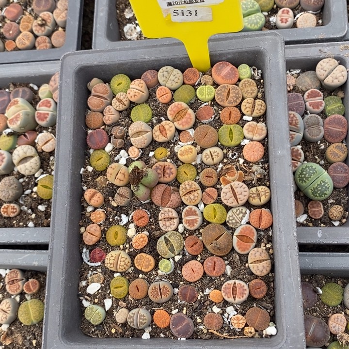 真****生石花等植物的生长发育672