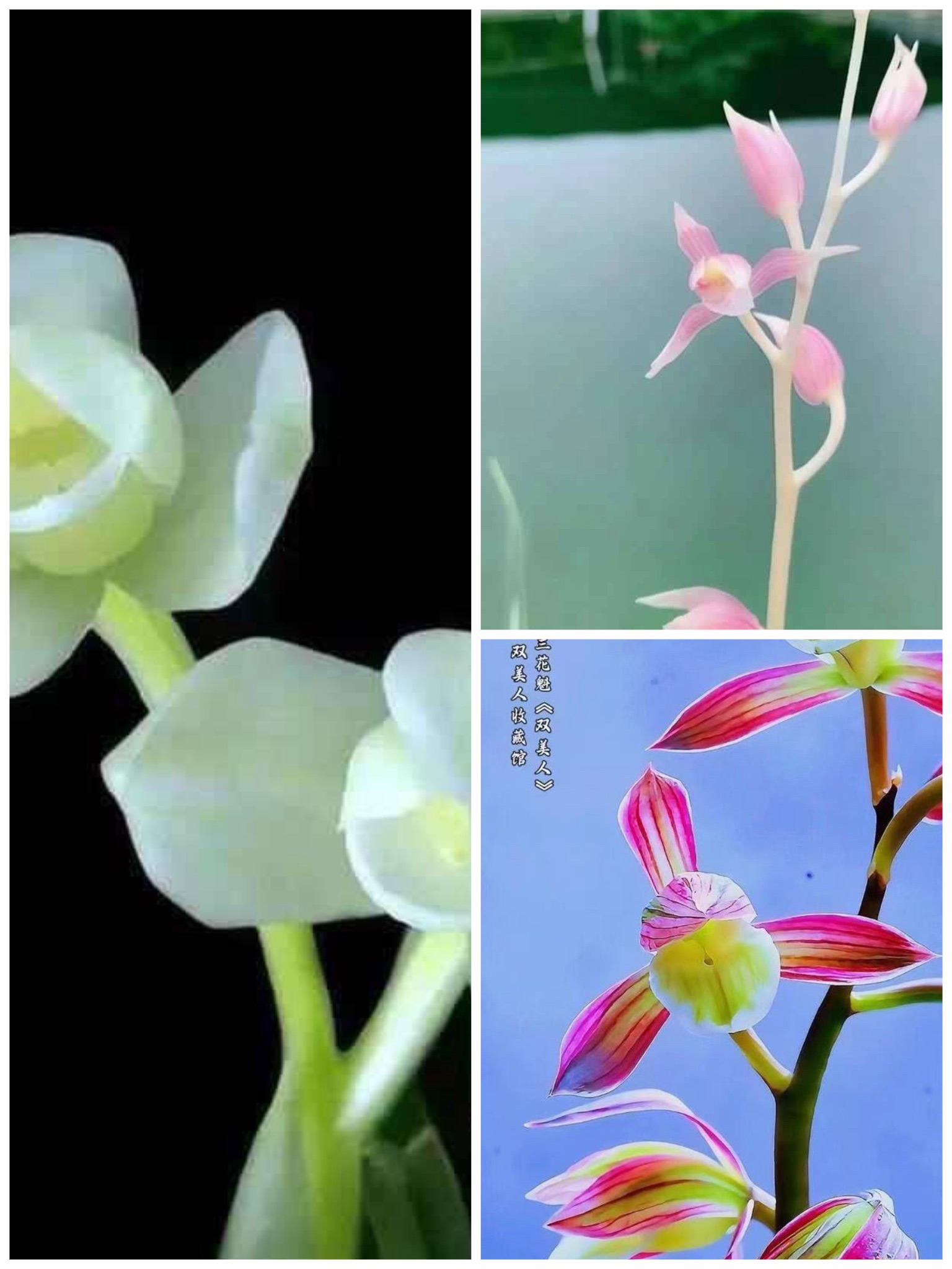 兰花直播（一物一拍）好养易活