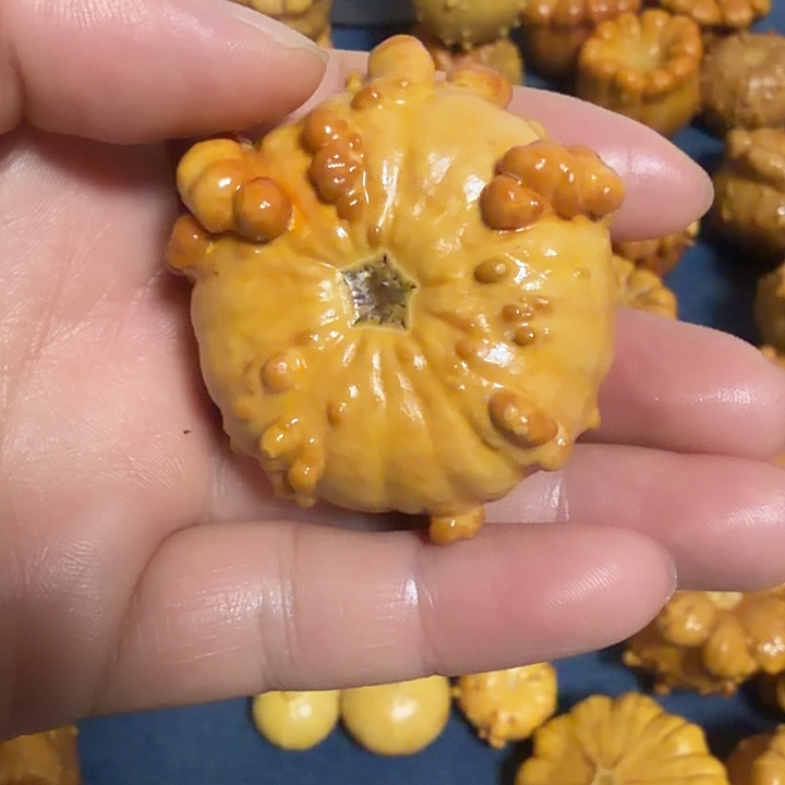 猫***鱼墨西哥七彩疙瘩葫芦