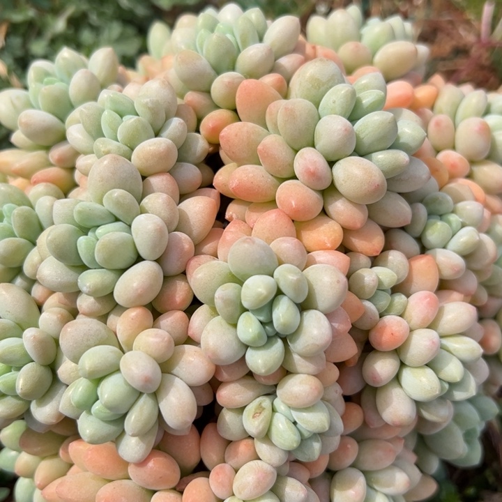 洛可可老桩多肉植物2-3