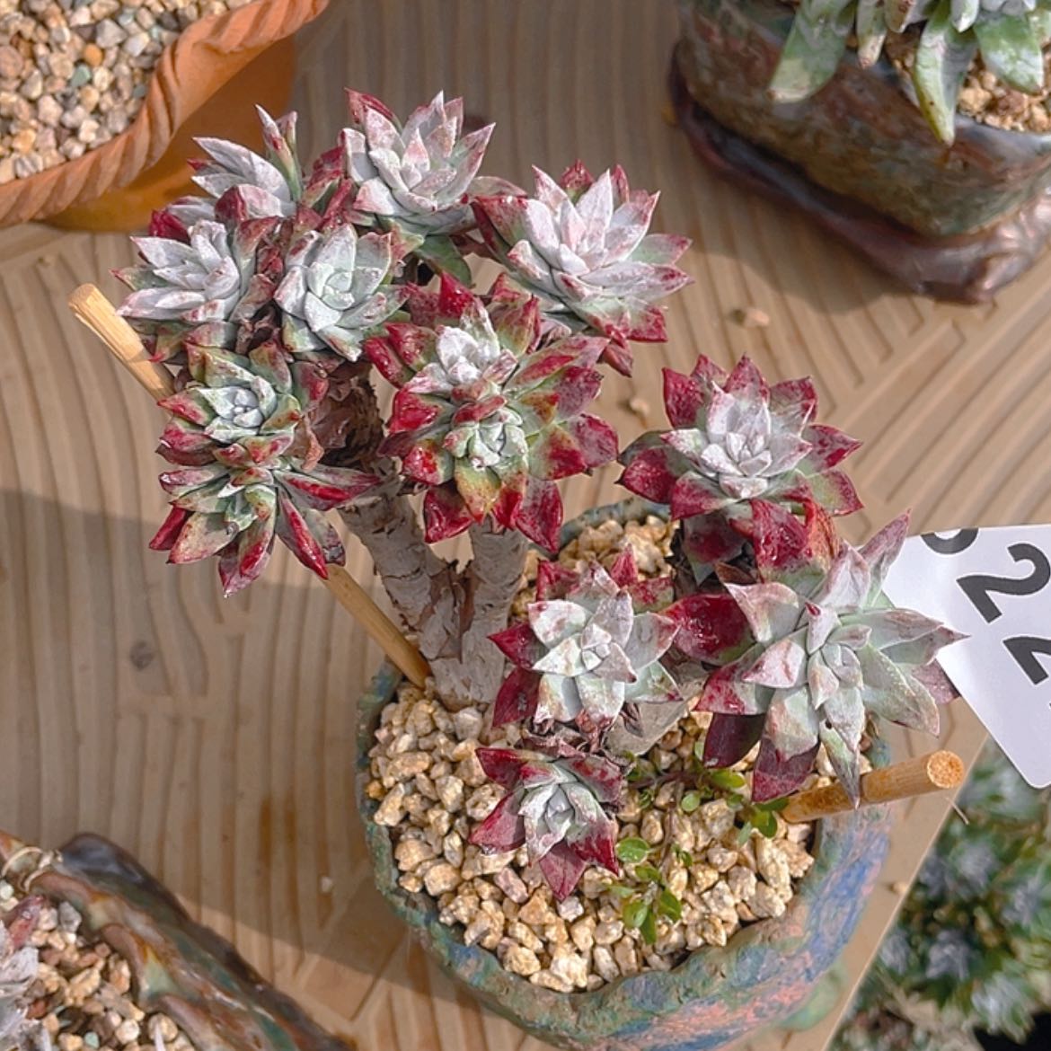 【闪购商品】流丹白豪