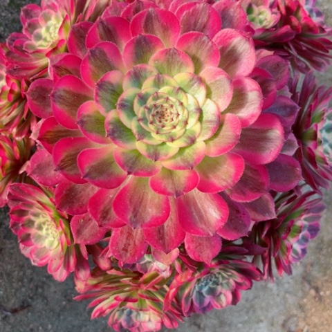 多肉植物美亚锦。