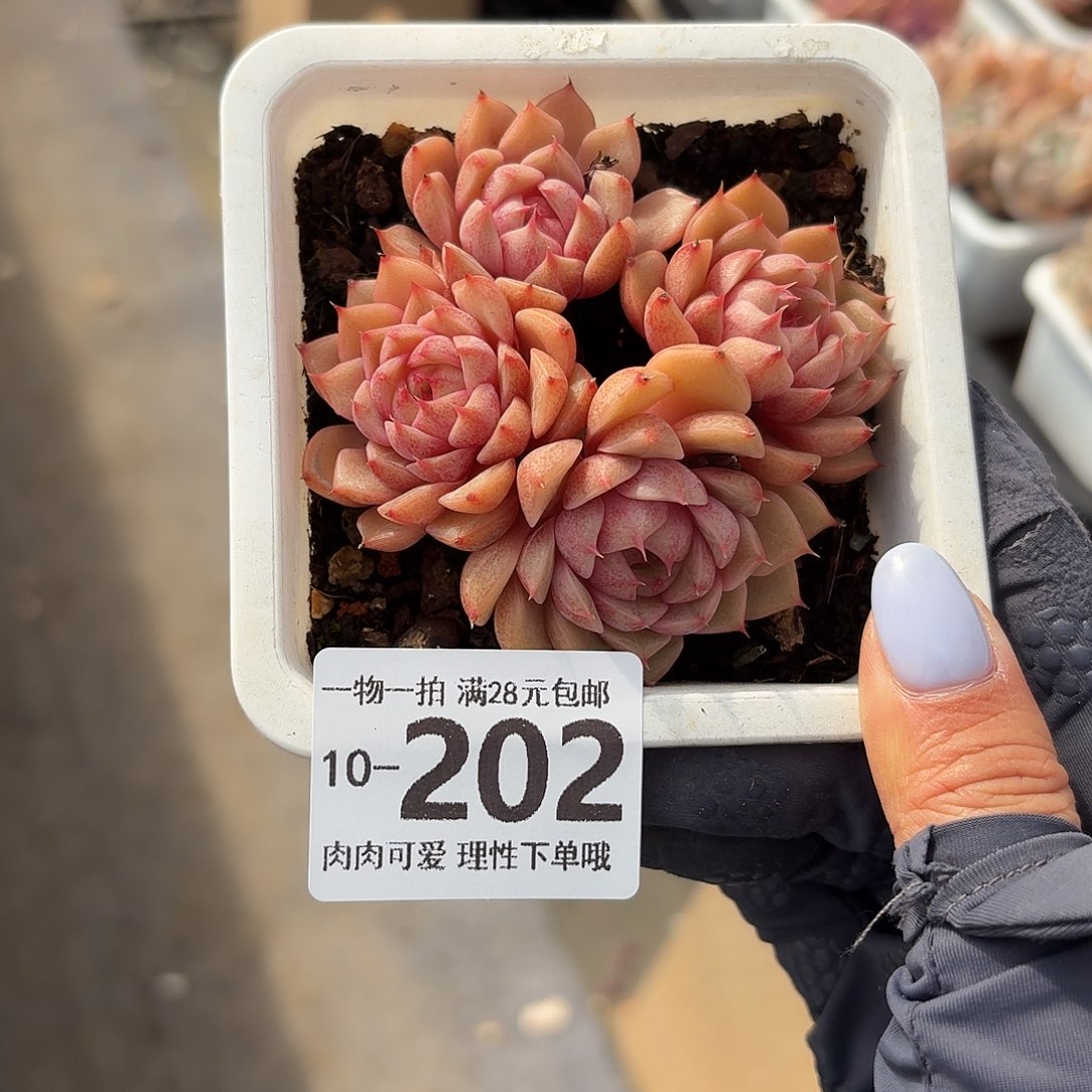 笨吧无盆土发货无盆土发货无