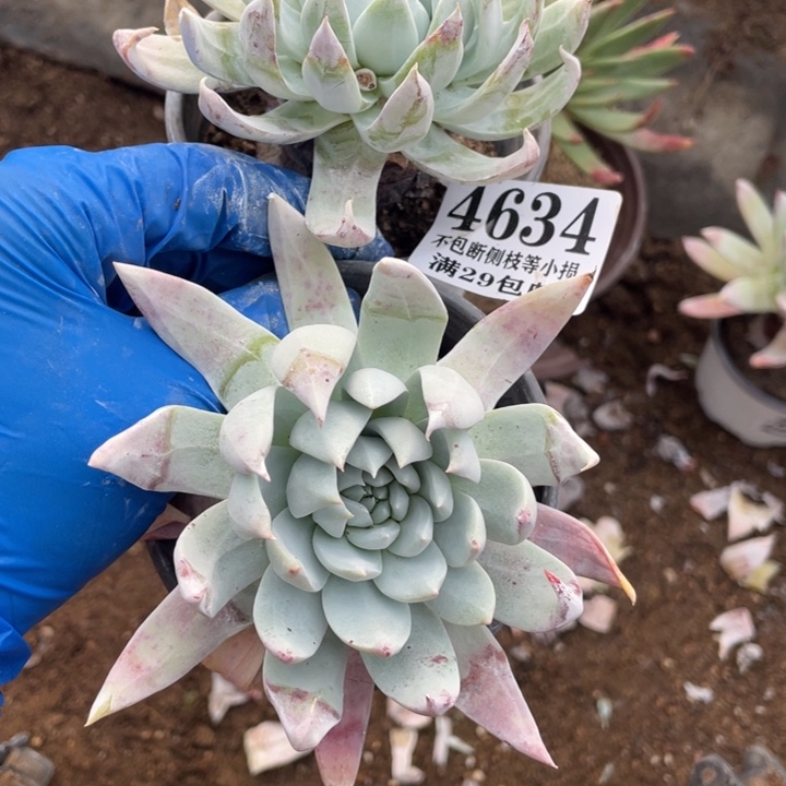 634号雪花杂多肉植物2颗
