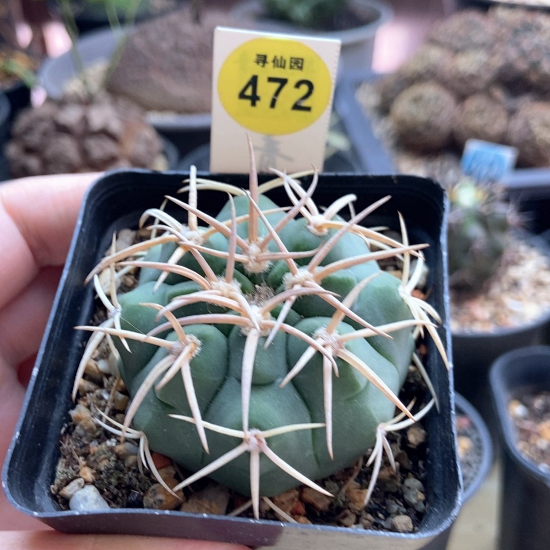 实生优选天平丸5.2cm