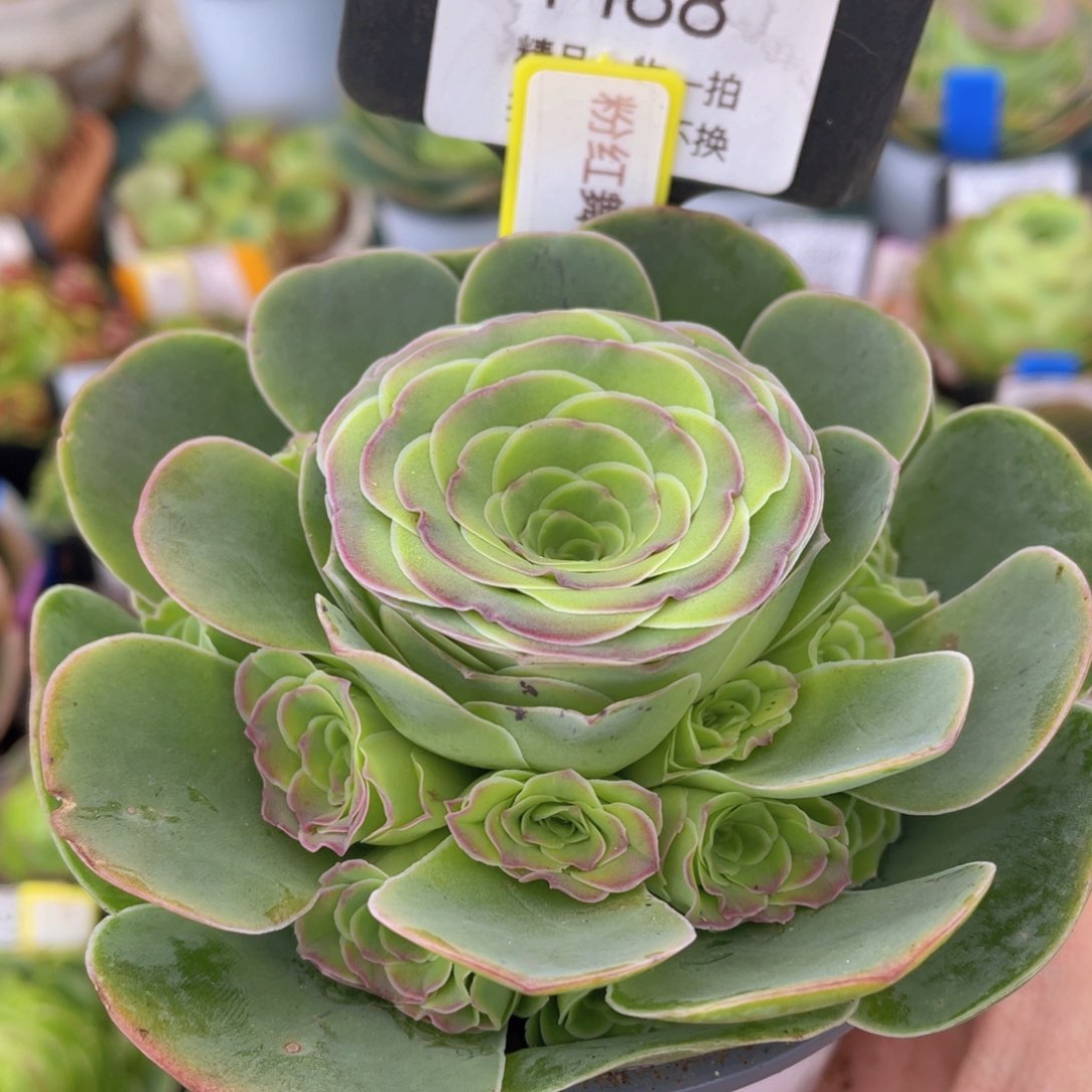 粉红舞鞋新年福利188一物一拍