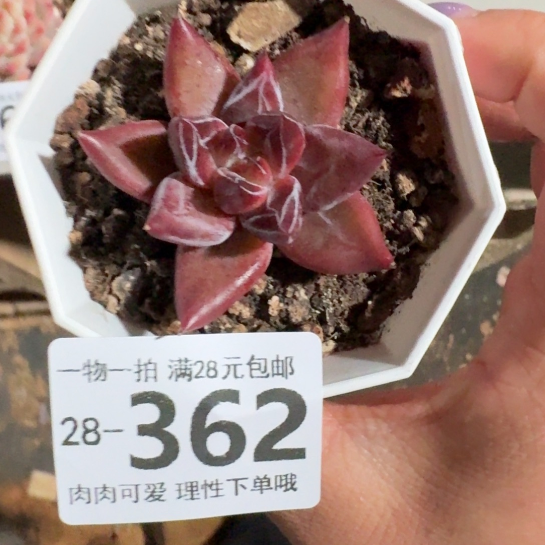 墨韵无盆土发货无