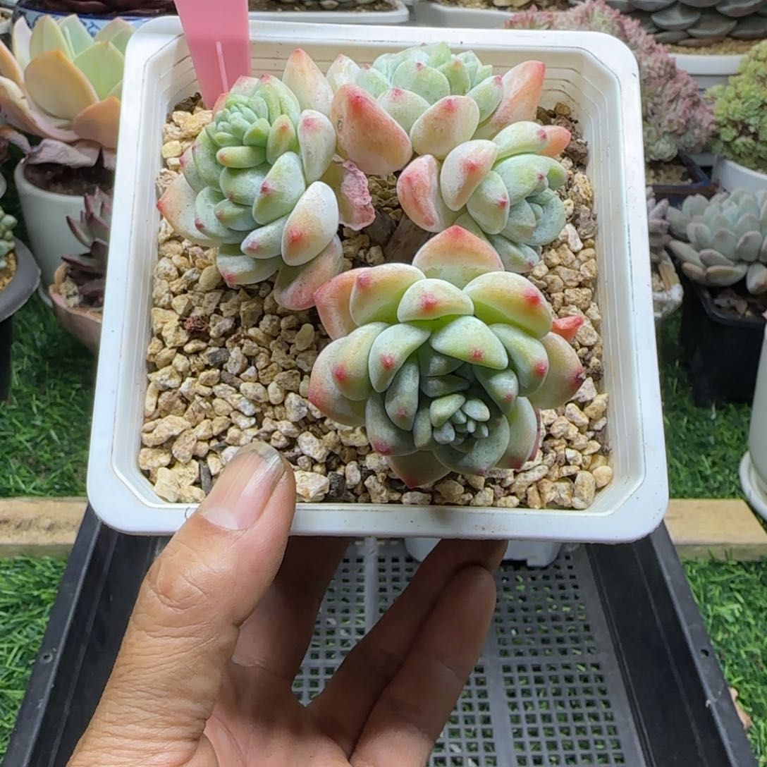 锦安精品多肉植物253