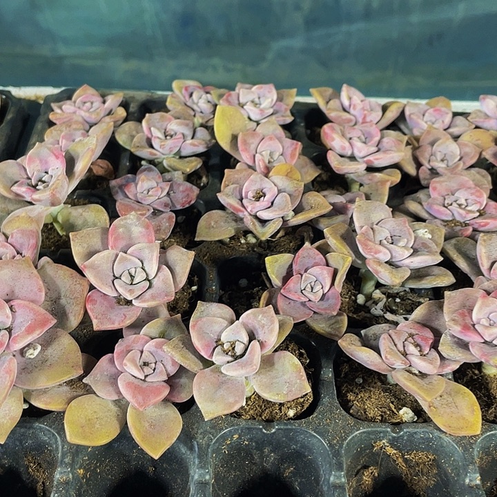 小紫乐1元带土发货