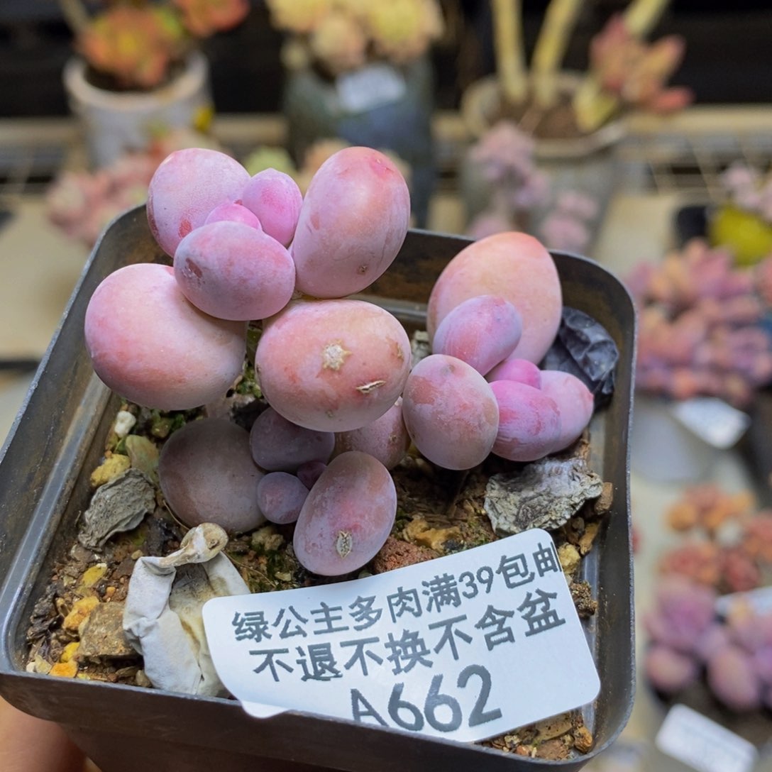 662蛋黄奶多肉3c m