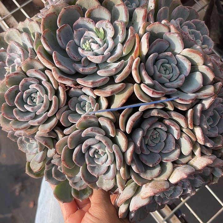 两单包邮，一物一拍41千山雪