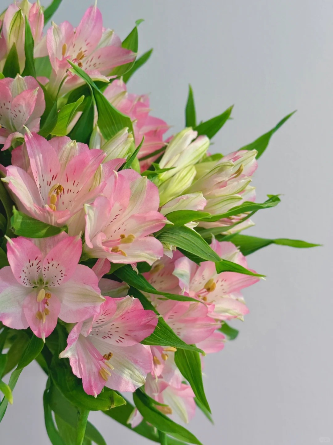 水仙百合六出花鲜切花新鲜稀缺小众鲜花家用插花室内花材