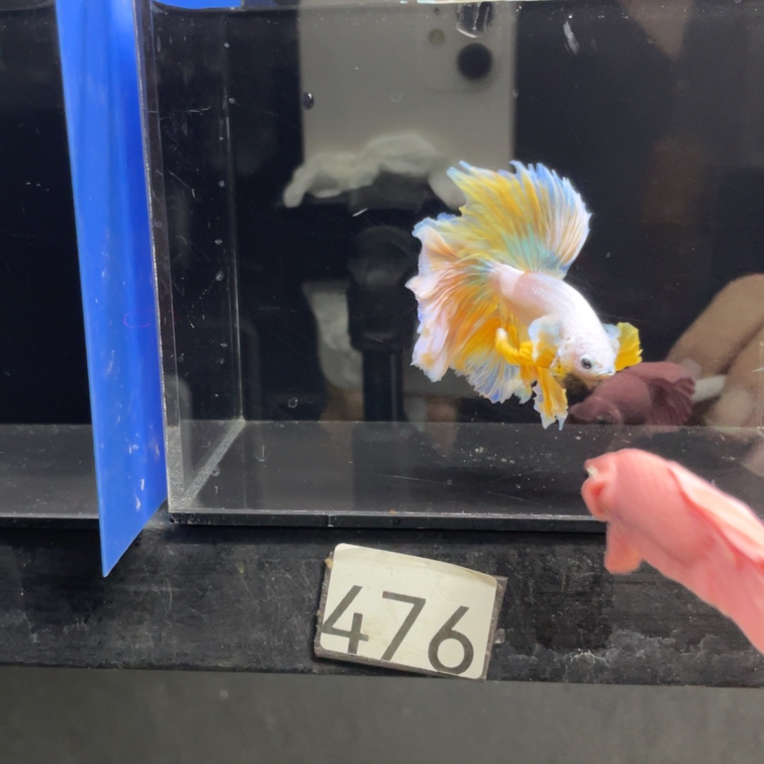 海水鱼芒果慕斯巨斗476