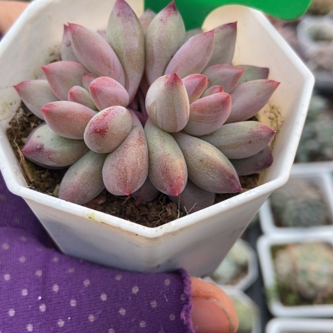 835虞美人多肉植物多肉植物