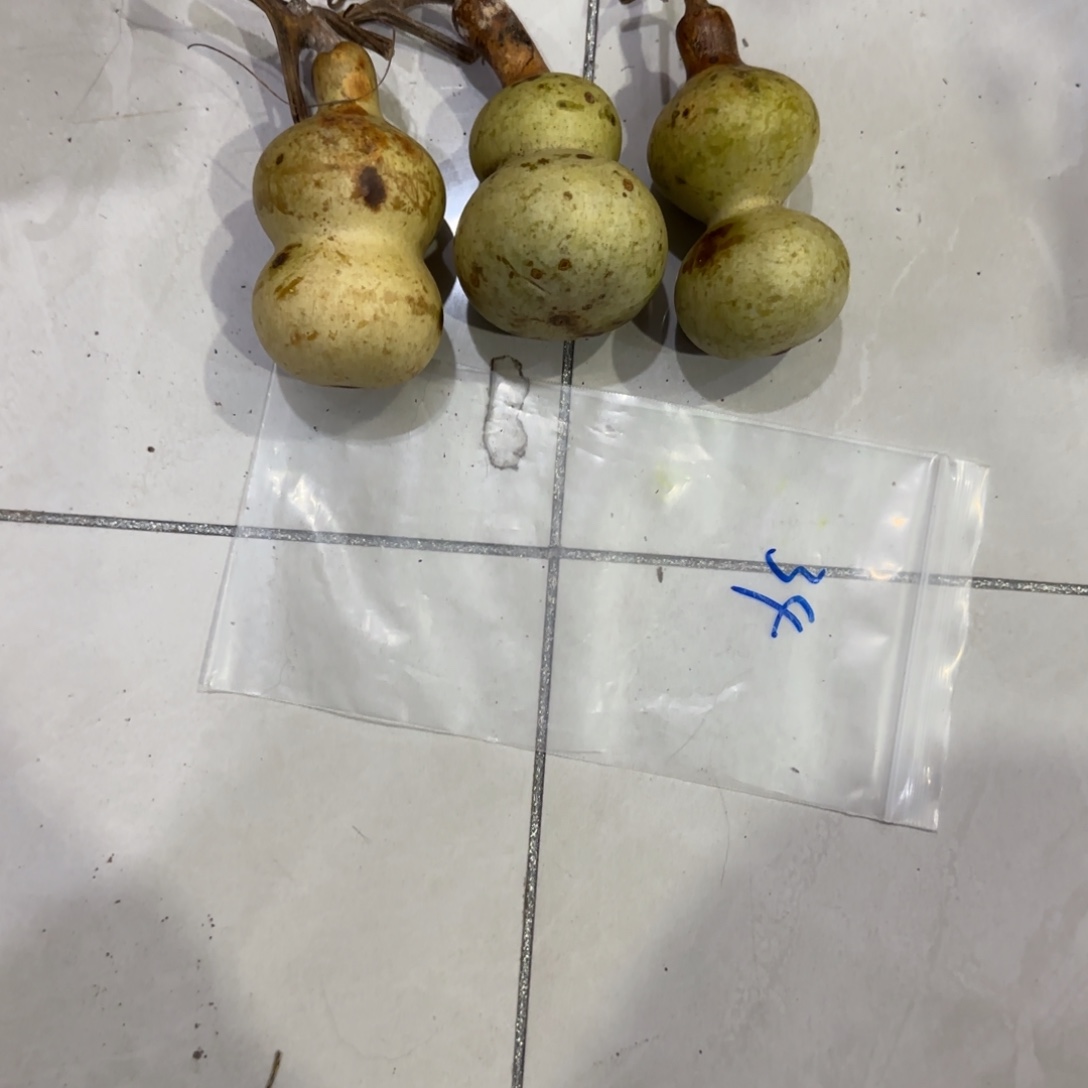 查***小葫芦卡饿了乐乐乐乐路途太乐乐了