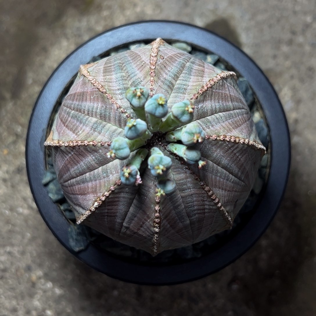 m欧系布纹球大型紫皮柱子海星顶