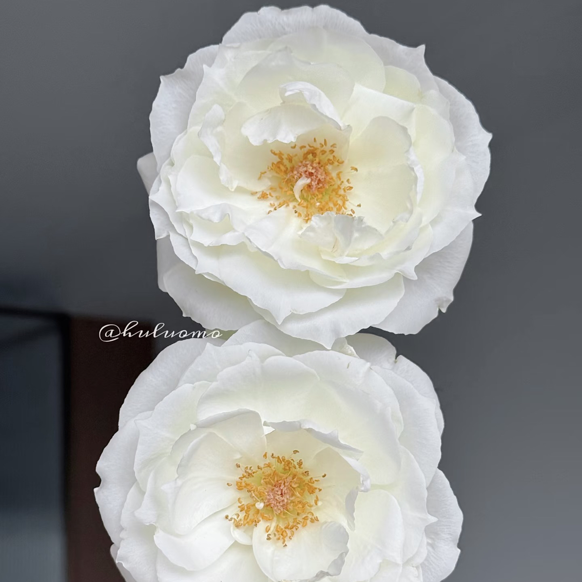 （慕源）单头玫瑰-白勃10支！三件顺丰空运20%不售后