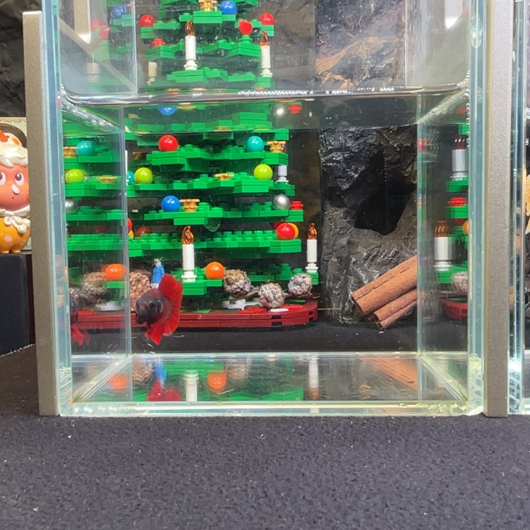 斗鱼十二月二十三日竞价